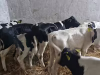 Бух, Russian Black pied cattle — 4 зураг