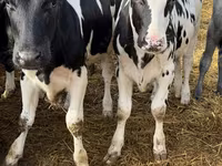 Vache, Russian Black pied cattle — photo 5
