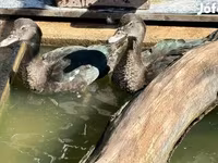 Ducks — عکس 3