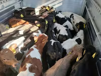 ወንድ በሬ, Cattle — ፎቶ 2