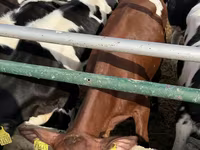 İnek, Russian Black pied cattle — foto 8