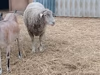 Beran, Merino sheep — foto 2