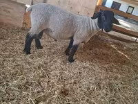Domba jantan, White Suffolk sheep — foto 1