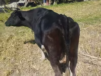 گاو ماده, Russian Black pied cattle — عکس 2