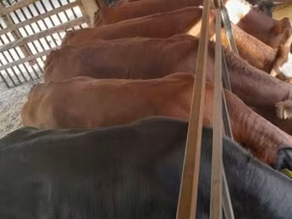 Ko, Simmental cattle