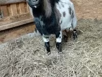 Ziegenbock, Dutch Landrace goats — Foto 2