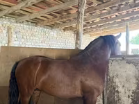 گھوڑا, Thoroughbred horse — تصویر 4