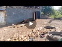 Ducks — عکس 1