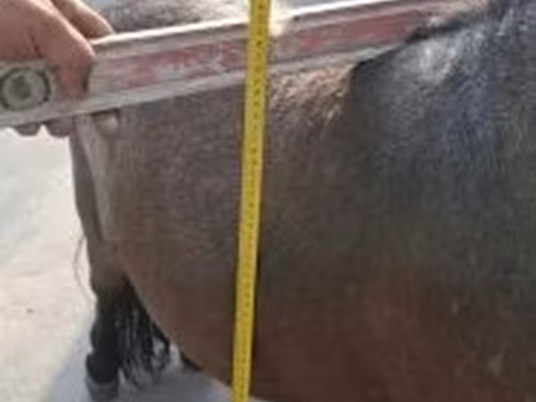 雄馬, Shetland Pony