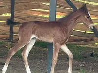ม้าตัวผู้, Akhal-Teke — รูปภาพ 2