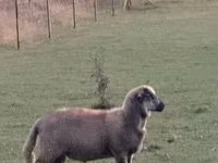 گوسفند (گروه، جنسیت مشخص نشده), White Suffolk sheep — عکس 2
