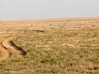 Κριός, Katum sheep — φωτογραφία 8