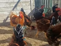 Chickens — عکس 2