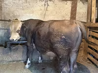 ষাঁড়, গরু — ছবি 3