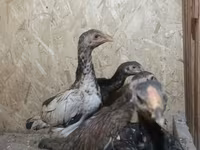 Chickens — 3-сурет