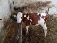 Tyre, Simmental cattle — foto 3