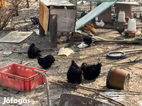 পেকিন বেন্টাম — ছবি 4