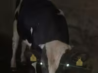 सांड, Russian Black pied cattle — फ़ोटो 3