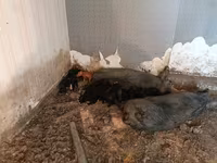 Doofaar dhaddig, Pigs — sawirka 8