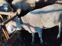Κριός, Lacaune sheep — φωτογραφία 4
