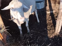 Κριός, Lacaune sheep — φωτογραφία 1