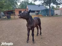 Бие, Hungarian horse breed — 4-сурет