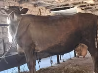 암소, Swiss cattle — 사진 8