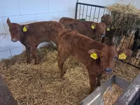 Bik, Simmental cattle — fotografija 5