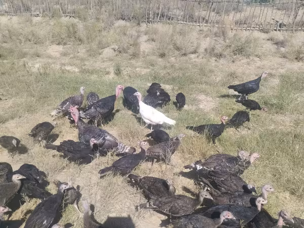 Turkeys