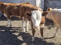 Bovini (lotto, sesso non specificato), Swiss cattle — foto 1
