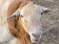 Kambing jantan, Dorper sheep — foto 4