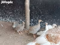 Guinea fowl — Foto 1