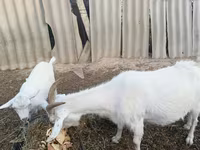 بز ماده, بز — عکس 2