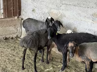 مینڈھا, بھیڑیں — تصویر 5