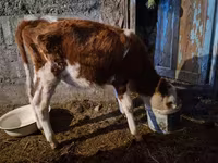 Lo’ (xirmo, jins lama sheegin), Simmental cattle — sawirka 1