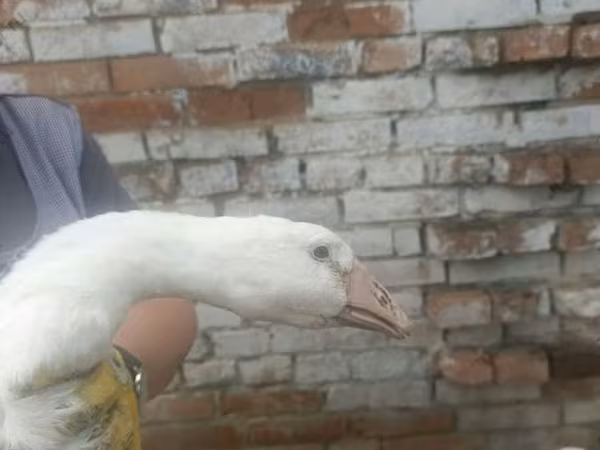 琳达