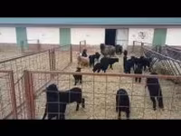 میش, Racka sheep — عکس 7