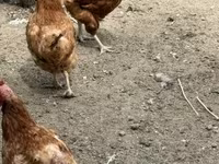 Chickens — foto 4
