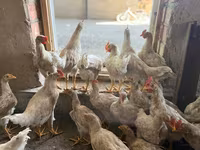 Chickens — zdjęcie 1
