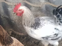 Chickens — عکس 1