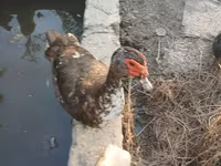 Ducks — عکس 8
