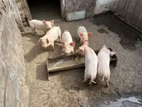 Locha, Świnie — zdjęcie 2