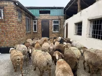 Berbec, Rhon sheep — foto 5