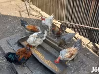 Chickens — Foto 1