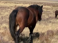 Kůň, Kazakh horse — foto 2