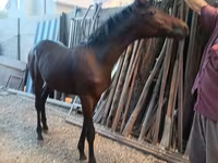 Cavallo, French Trotter — foto 6