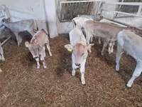 گاو نر, Simmental cattle — عکس 3