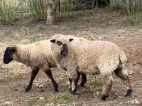 گوسفند (گروه، جنسیت مشخص نشده), White Suffolk sheep — عکس 7