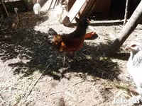 Chickens — عکس 3