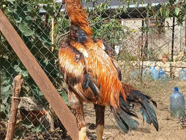 Chickens